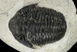 Bargain, Gerastos Trilobite Fossil - Morocco #119006-2